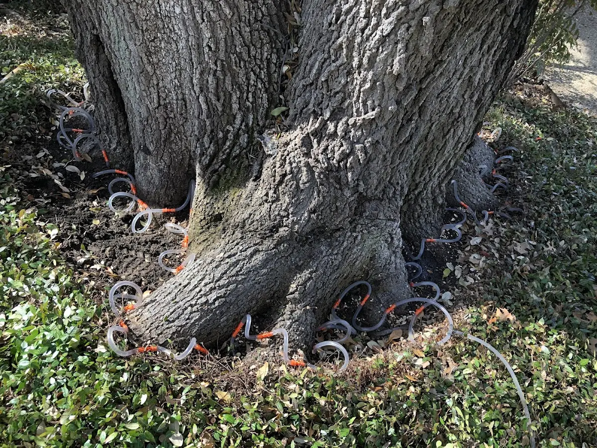 Detailed Tree Cabling and Bracing job site in Edgartown